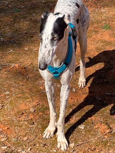 Windhunde - Treffen der besonderen Schönheiten
HERZLICH WILLKOMMEN-Beitrag-Bild