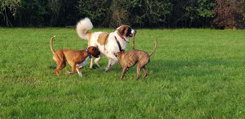 Hundeauslaufgebiet-Waldenburger Ring-Bild