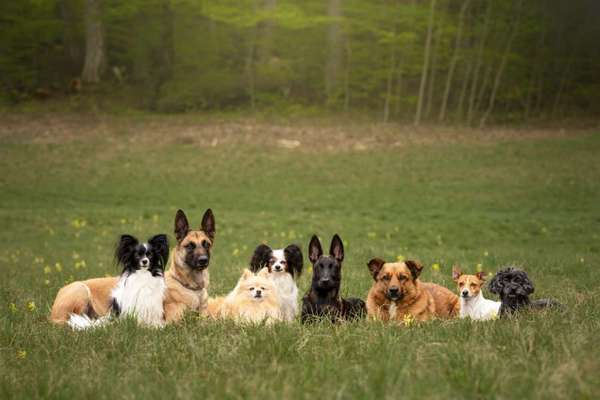 Gassi-Services-hundeparadies.dog-Bild