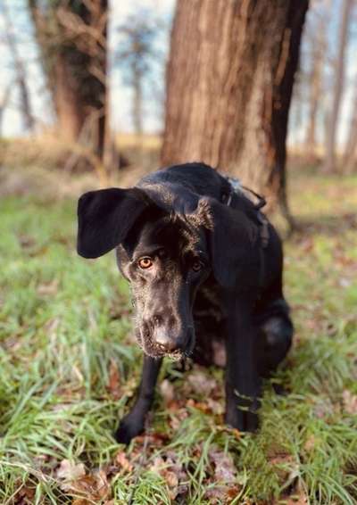 Hundetreffen-Spazieren gehen mit Gleichgesinnten-Bild