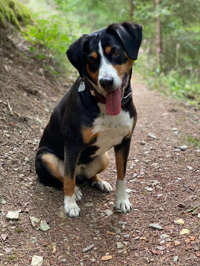 Appenzeller Sennenhunde-Beitrag-Bild