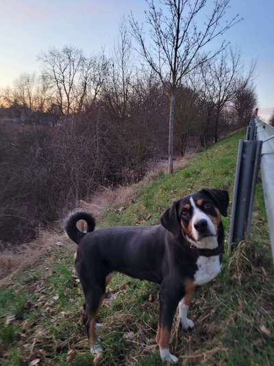 Appenzeller Sennenhunde-Beitrag-Bild