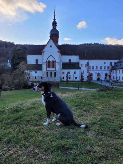 Schweizer Sennenhunde-Beitrag-Bild