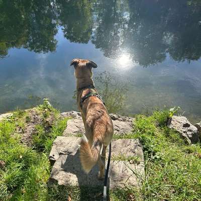 Hundetreffen-Lauf,Spiel- und Trainingsbuddy gesucht-Bild
