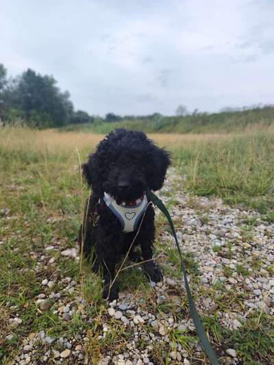 Hundetreffen-Welpenfreund gesucht Kleintierhund-Bild