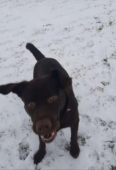 Dogorama Photo Challenge - Es wird nochmal kalt!-Beitrag-Bild