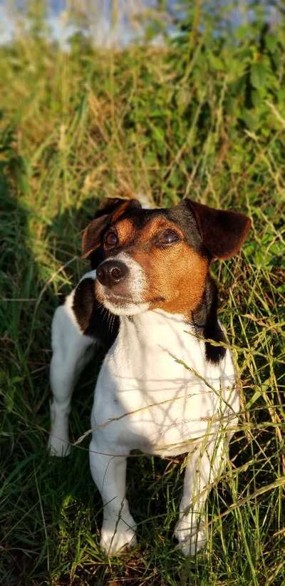 Die Dogorama Wochen Challenge-Beitrag-Bild