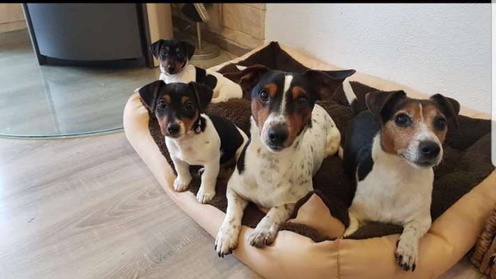 Wo sind die Jack und Parson Russell Terrier?-Beitrag-Bild