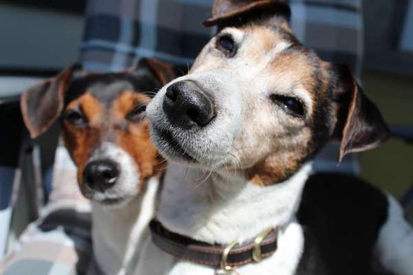 Welche Hunderasse-Beitrag-Bild