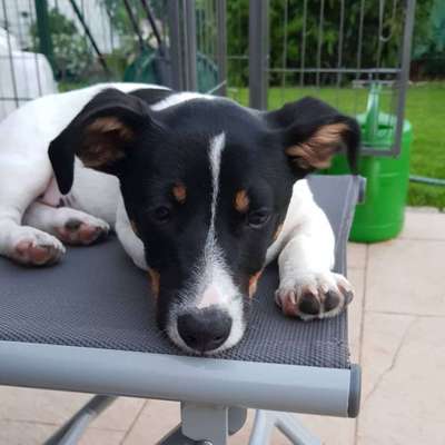 Hundetreffen-Gassi Runde-Bild