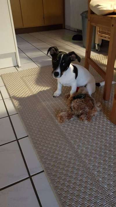 Welpen Bilder !-Beitrag-Bild