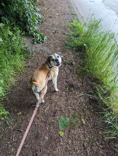 Hundetreffen-Senioren Gassirunden (Social Walk)-Bild