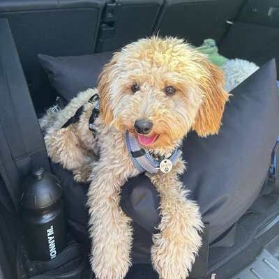 Hundetreffen-Gassirunde für junge Hundehalter*innen-Bild