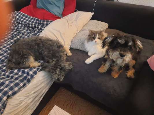 Die Dogorama Wochen Challenge "Friends will be Friends"-Beitrag-Bild