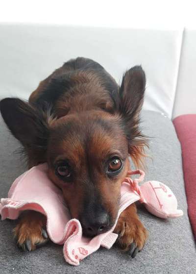 Dein Hund im Dogorama-Kalender 2021-Beitrag-Bild