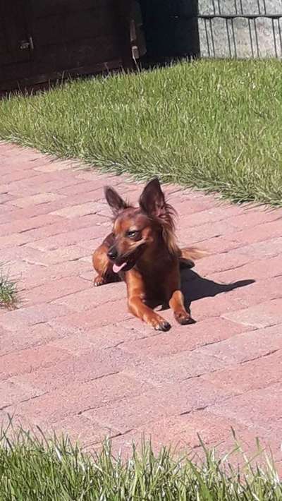 Dein Hund im Dogorama-Kalender 2021-Beitrag-Bild