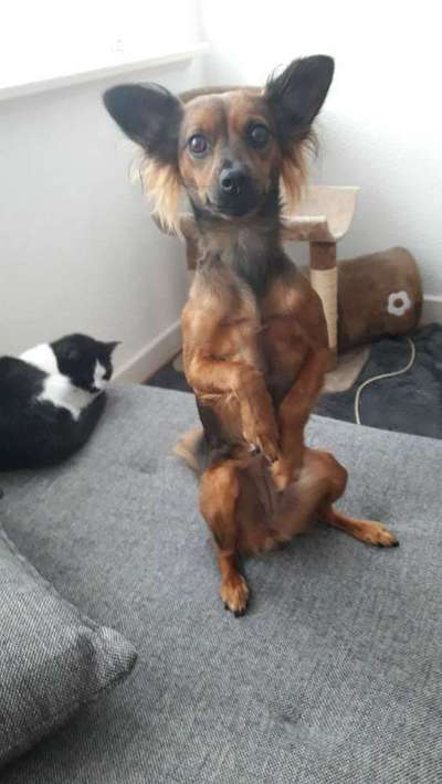 Dein Hund im Dogorama-Kalender 2021-Beitrag-Bild