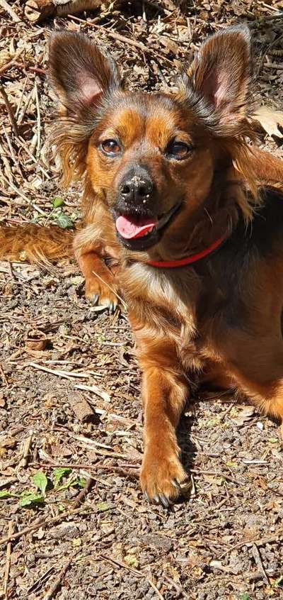 Dein Hund im Dogorama-Kalender 2021-Beitrag-Bild