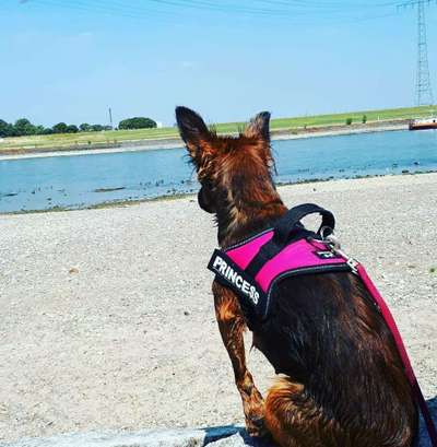 Dein Hund im Dogorama-Kalender 2021-Beitrag-Bild