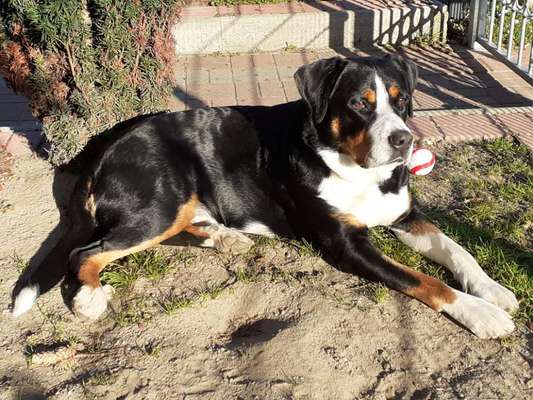 Weitere Große Schweizer Sennenhunde (oder andere große Rassen) hier?-Beitrag-Bild