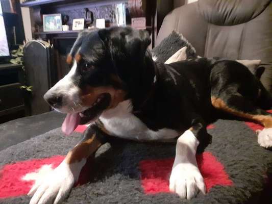 Fotochallenge Nr. 59 - Mein Hund zeigt die Zunge-Beitrag-Bild