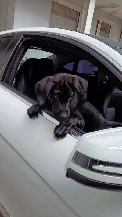 Die Dogorama Wochen Challenge-Beitrag-Bild