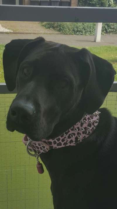 Welche Hunderasse-Beitrag-Bild