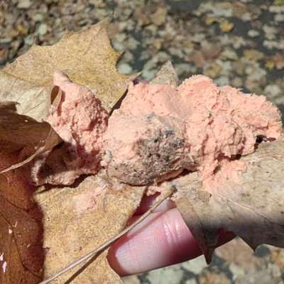 Giftköder-Potentieller Giftköder-Bild