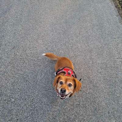 Hundetreffen-Hundefreunde gesucht🙌-Bild