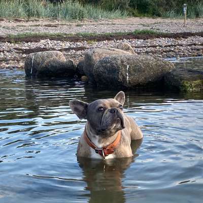 Hundetreffen-Bullys im Wedding-Bild