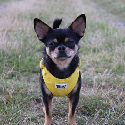 Hundetreffen-Gassirunden, Spielen, Wandern-Bild
