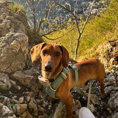 Hundetreffen-Gemeinsame Gassirunden-Bild
