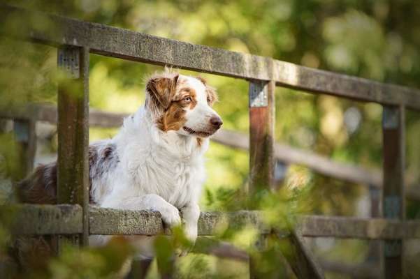 Dogorama Photo Challenge - Brücken-Beitrag-Bild