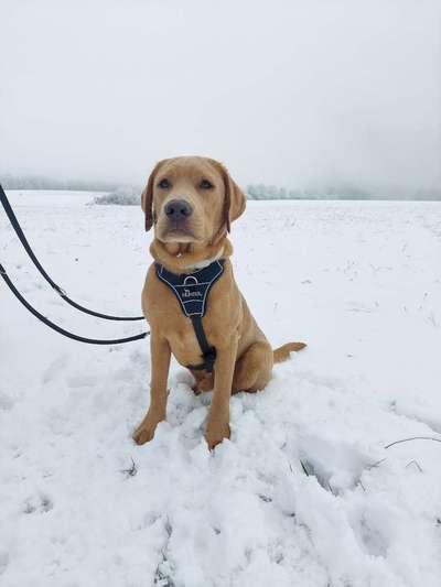 Zeigt her eure Labbis!-Beitrag-Bild