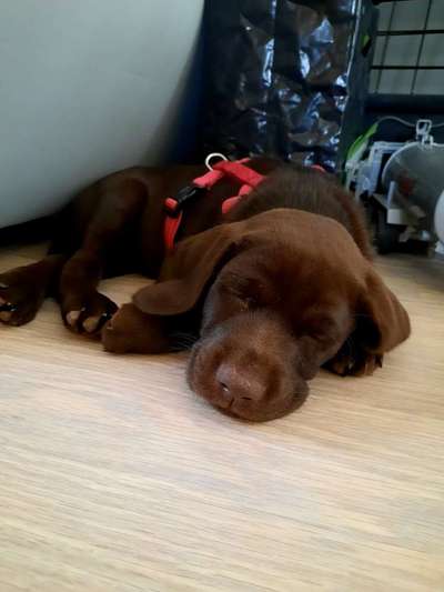 Zeigt her eure Labbis!-Beitrag-Bild