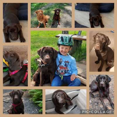 Zeigt her eure Labbis!-Beitrag-Bild