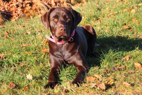 Zeigt her eure Labbis!-Beitrag-Bild