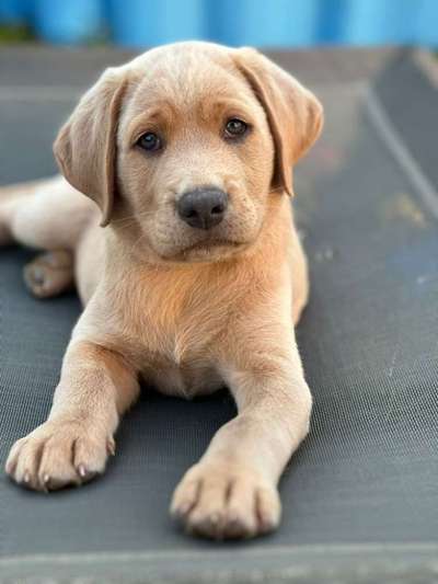 Zeigt her eure Labbis!-Beitrag-Bild