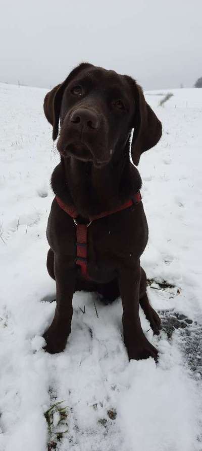 Zeigt her eure Labbis!-Beitrag-Bild