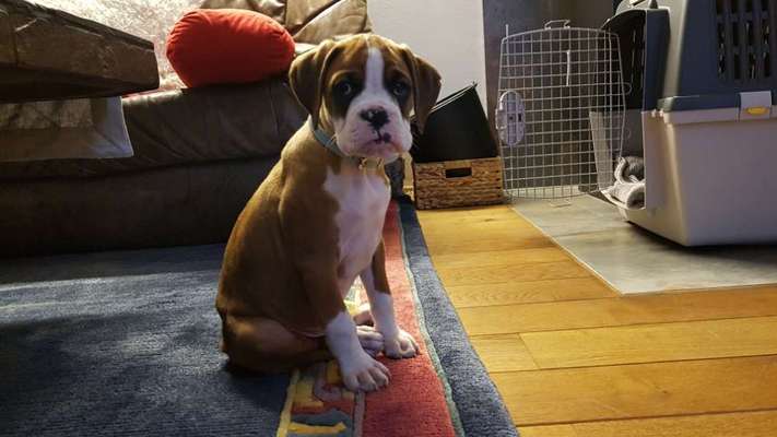 Welpen Bilder !-Beitrag-Bild