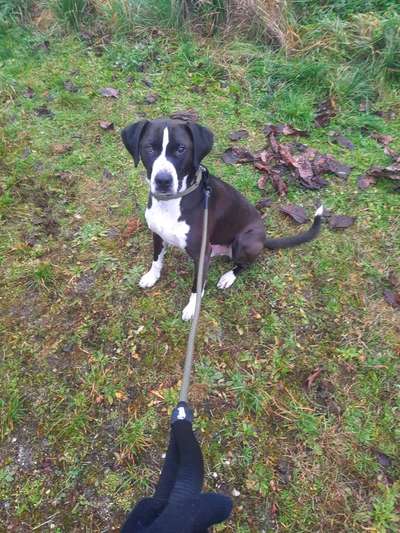 Mischlingshunde Foto Aufruf-Beitrag-Bild