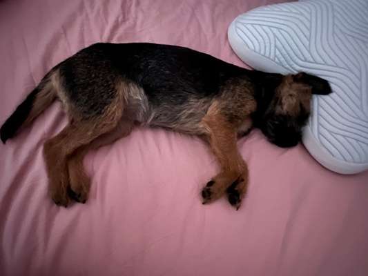 Border Terrier-Beitrag-Bild