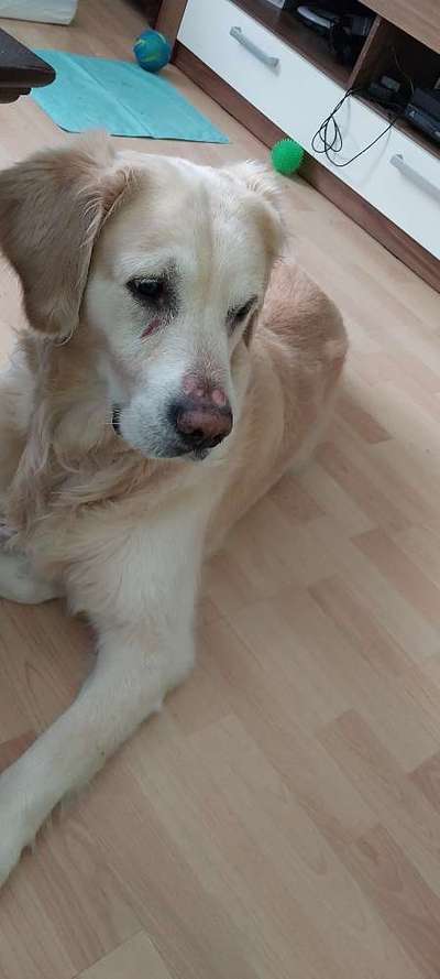 Hautpilz bei Hund-Beitrag-Bild