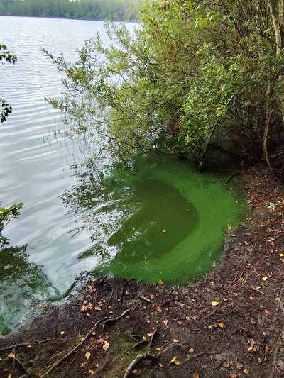 Giftköder-Blaualgen "Wieksee" - Mercedessee-Bild