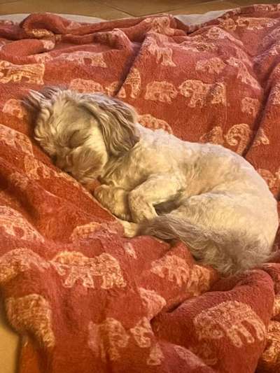 bolonka zwetna 😁-Beitrag-Bild