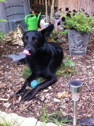 Seltene Rassen!-Beitrag-Bild