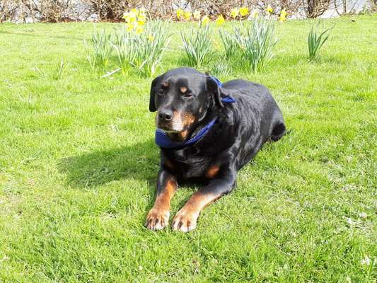 Rottweiler/-Mischlinge-Beitrag-Bild