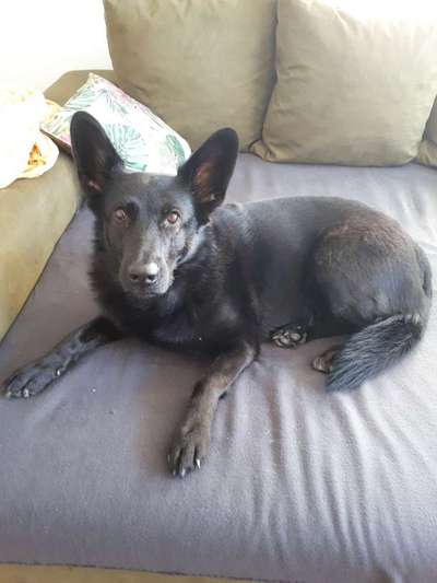 Seltene Rassen!-Beitrag-Bild