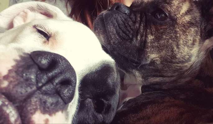 Bester Freund, Hundekumpel - zeigt her!-Beitrag-Bild