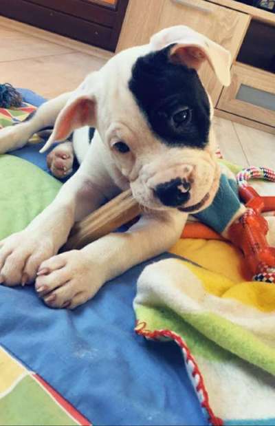 Welpen Bilder !-Beitrag-Bild